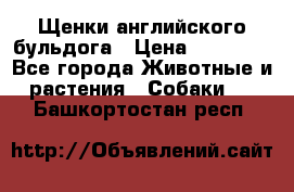 Щенки английского бульдога › Цена ­ 40 000 - Все города Животные и растения » Собаки   . Башкортостан респ.